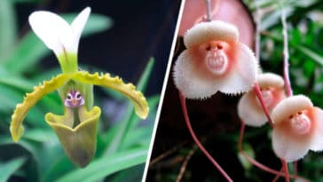 Todo sobre las Orquídeas y sus Cuidados - Cultivando Flores