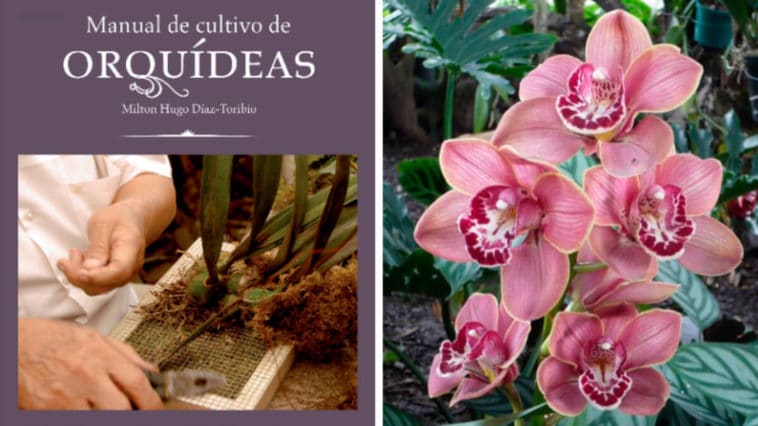 🥇 🥇 ▷ Guía Practica para Cultivar Orquídeas 🥇