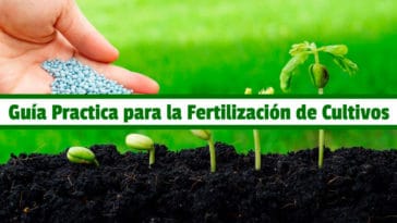 Guía Practica para la Fertilización de Cultivos PDF - Cultivando Flores