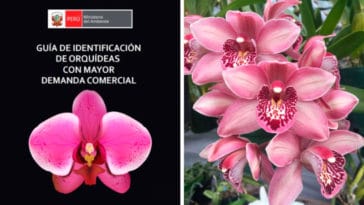 Guía para Identificar Orquídeas con Mayor Demanda PDF - Cultivando Flores
