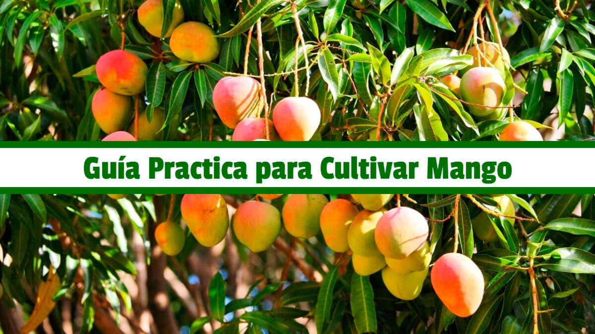 🥇 🥇 Guía Practica para Cultivar Mango - PDF 🥇