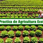 Guía Practica de Agricultura Ecológica PDF - Cultivando Flores