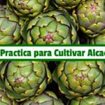 Guía Practica para Cultivar Alcachofa PDF - Cultivando Flores