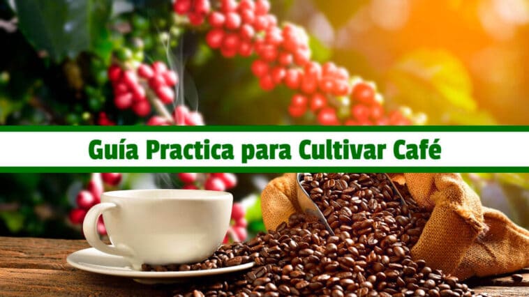Guía Practica para Cultivar Café PDF - Cultivando Flores