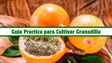 Guía Practica para Cultivar Granadilla PDF - Cultivando Flores