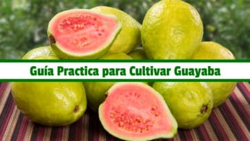 Guía Practica para Cultivar Guayaba PDF - Cultivando Flores