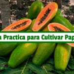 Guía Practica para Cultivar Papaya PDF - Cultivando Flores
