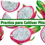 Guía Practica para Cultivar Pitahaya PDF - Cultivando Flores