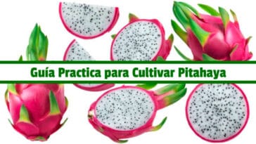Guía Practica para Cultivar Pitahaya PDF - Cultivando Flores