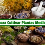 Guía Practica para Cultivar Plantas Medicinales PDF - Cultivando Flores