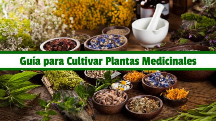Guía Practica para Cultivar Plantas Medicinales PDF - Cultivando Flores