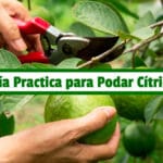 Guía Practica para Podar Cítricos PDF - Cultivando Flores