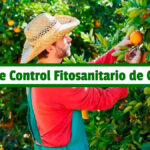 Guía de Control Fitosanitario de Cítricos PDF - Cultivando Flores