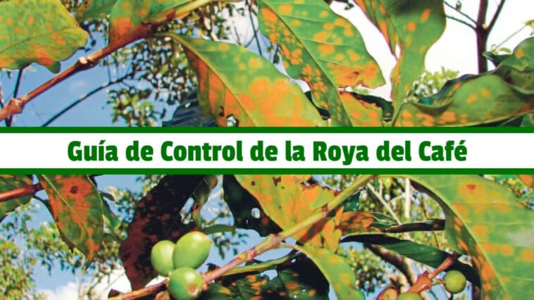 Guía de Control de la Roya del Café PDF - Cultivando Flores