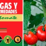 Guía de Plagas y Enfermedades del Tomate PDF - Cultivando Flores