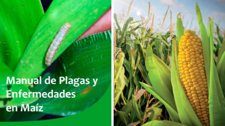 Guía de Plagas y Enfermedades en Maíz PDF - Cultivando Flores