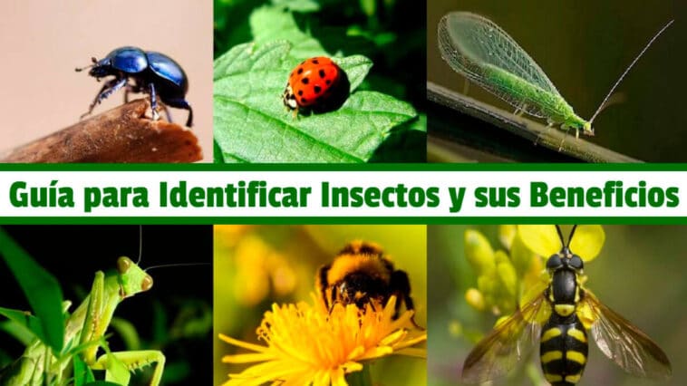 Guía para Identificar Insectos y sus Beneficios PDF - Cultivando Flores
