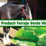 Guía para Producir Forraje Verde Hidroponico PDF - Cultivando Flores