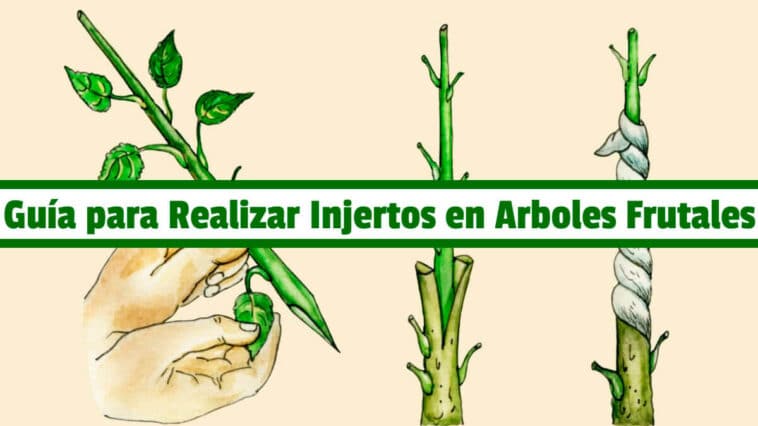 Guía para Realizar Injertos en Arboles Frutales PDF - Cultivando Flores