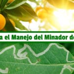 Guía para el Manejo del Minador de Cítricos PDF - Cultivando Flores