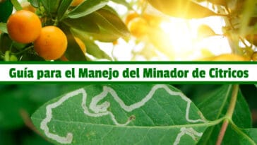Guía para el Manejo del Minador de Cítricos PDF - Cultivando Flores