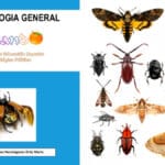 Libro de Entomología General PDF - Cultivando Flores
