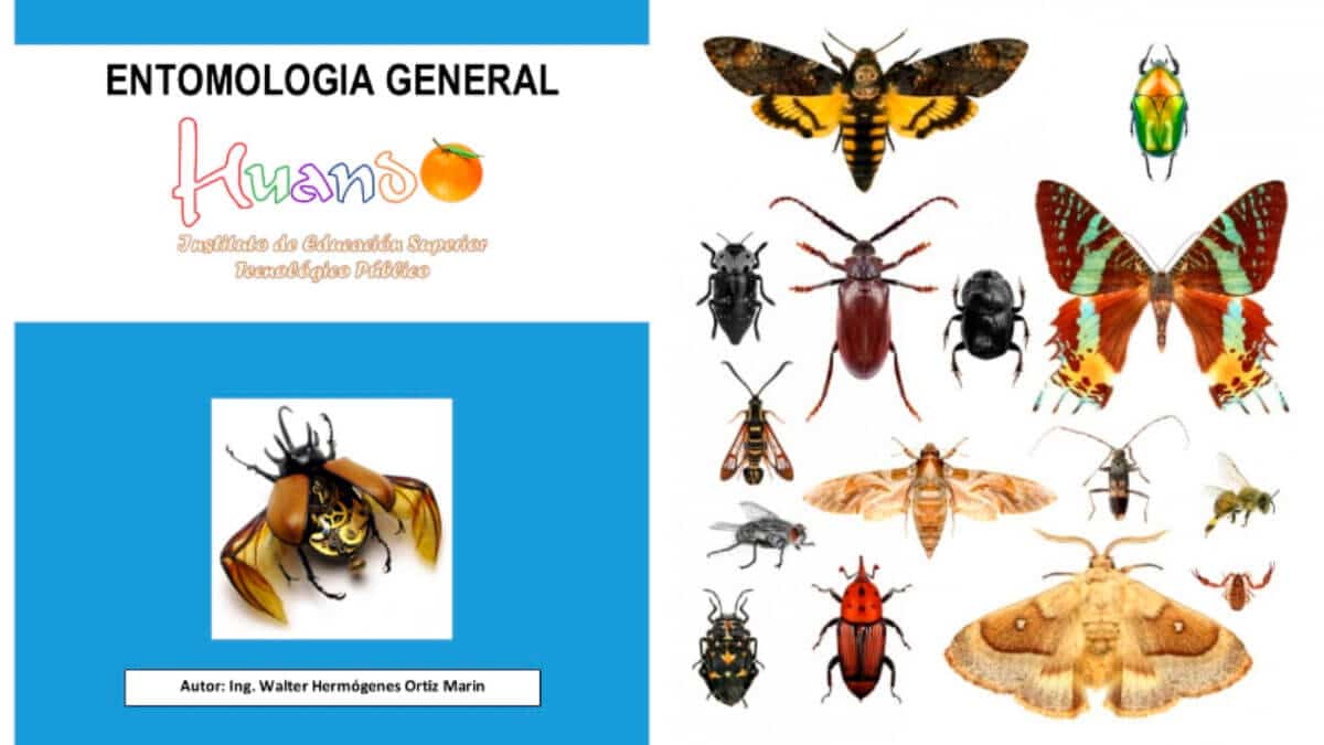  Libro De Entomolog a General PDF 