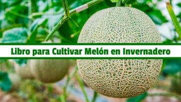 Libro para Cultivar Melón en Invernadero PDF - Cultivando Flores