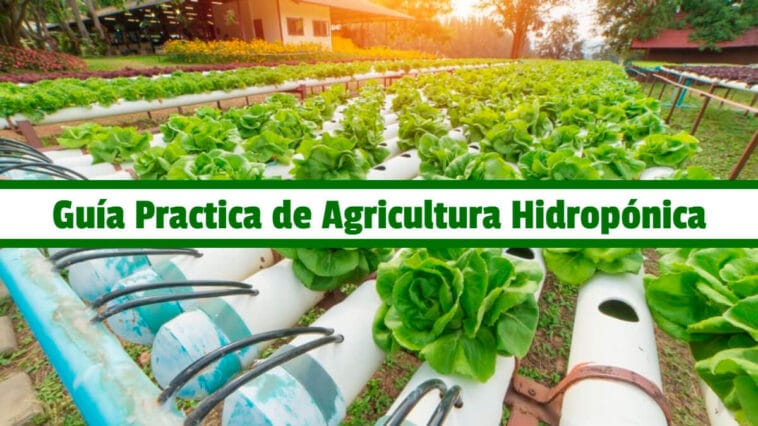 Guía Practica de Agricultura Hidropónica PDF - Cultivando Flores