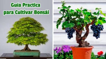 Guía Practica para Cultivar Bonsái PDF - Cultivando Flores