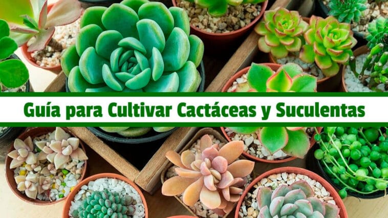 Guía Practica para Cultivar Cactáceas y Suculentas PDF - Cultivando Flores