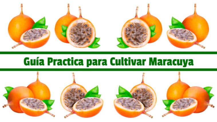 Guía Practica para Cultivar Maracuya PDF - Cultivando Flores