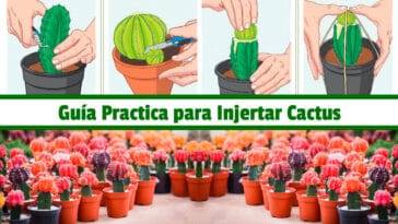 Guía Practica para Injertar Cactus PDF - Cultivando Flores