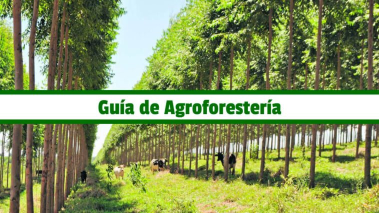 Guía de Agroforestería PDF - Cultivando Flores
