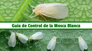Guía de Control de la Mosca Blanca PDF - Cultivando Flores