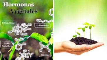 Guía de Estudio de Hormonas Vegetales PDF - Cultivando Flores