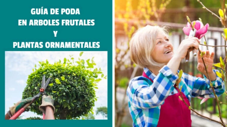 Guía de Poda en Arboles Frutales y Plantas Ornamentales PDF - Cultivando Flores