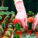 Guía de Propagación y Mantenimiento de Cactaceas PDF - Cultivando Flores