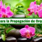 Guía para la Propagación de Orquídeas PDF - Cultivando Flores