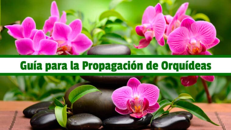Guía para la Propagación de Orquídeas PDF - Cultivando Flores